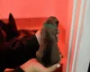 German Shepherd (Alsatian)