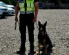 German Shepherd (Alsatian)