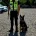 German Shepherd (Alsatian)