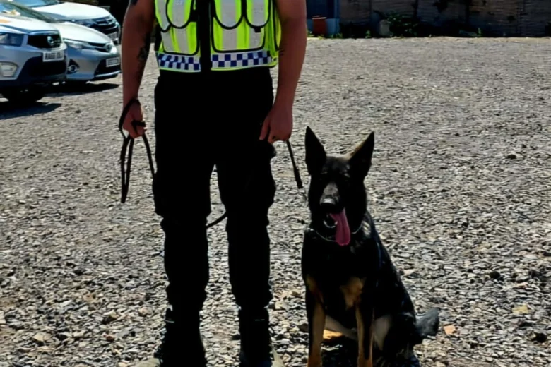 German Shepherd (Alsatian)