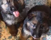 German Shepherd (Alsatian)