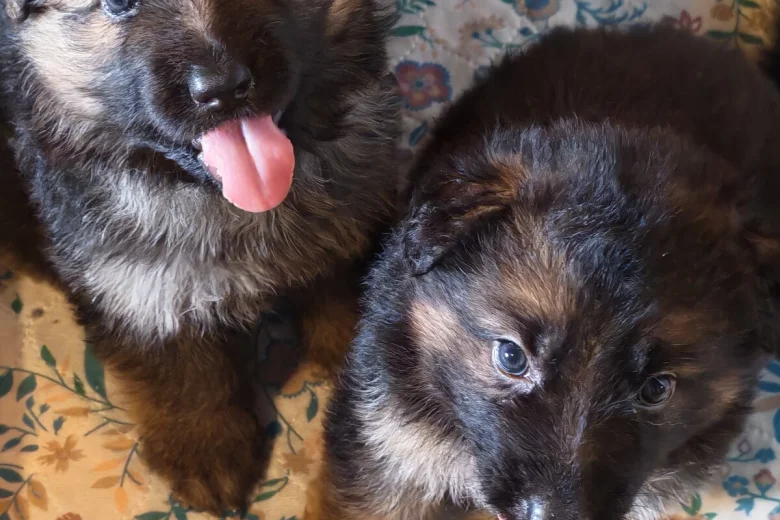 German Shepherd (Alsatian)
