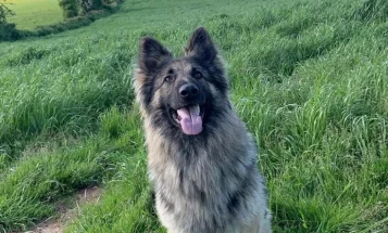 German Shepherd (Alsatian)