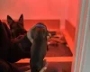 German Shepherd (Alsatian)