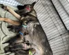 German Shepherd (Alsatian)
