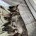 German Shepherd (Alsatian)