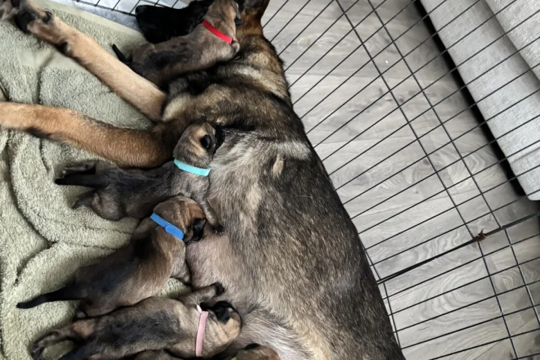 German Shepherd (Alsatian)