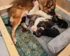 German Shepherd (Alsatian)