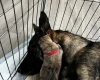 German Shepherd (Alsatian)