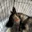 German Shepherd (Alsatian)