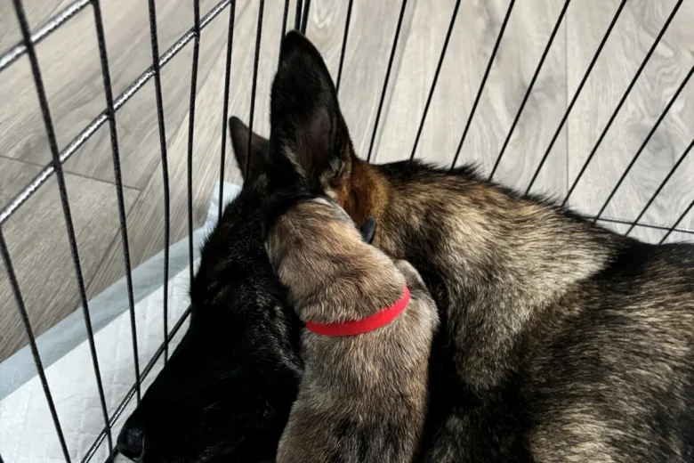 German Shepherd (Alsatian)