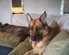German Shepherd (Alsatian)