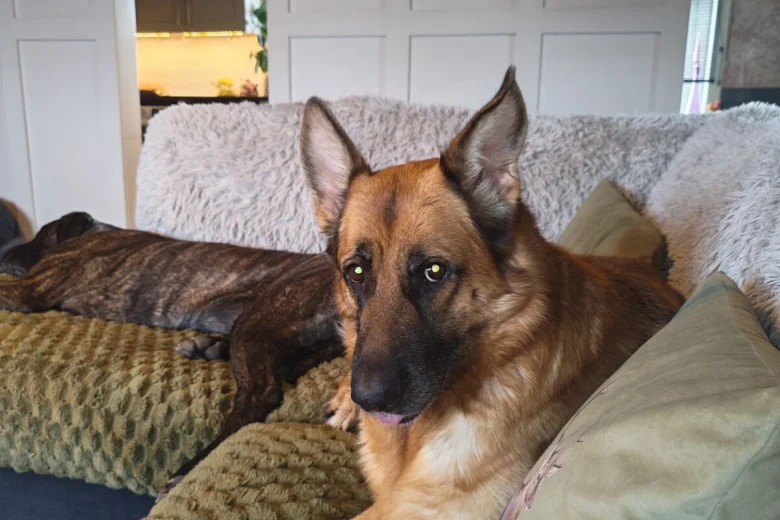 German Shepherd (Alsatian)