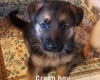 German Shepherd (Alsatian)