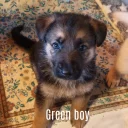 German Shepherd (Alsatian)