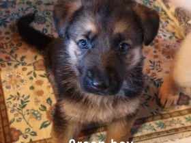 German Shepherd (Alsatian)