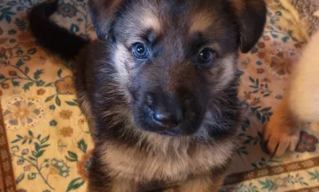 German Shepherd (Alsatian)