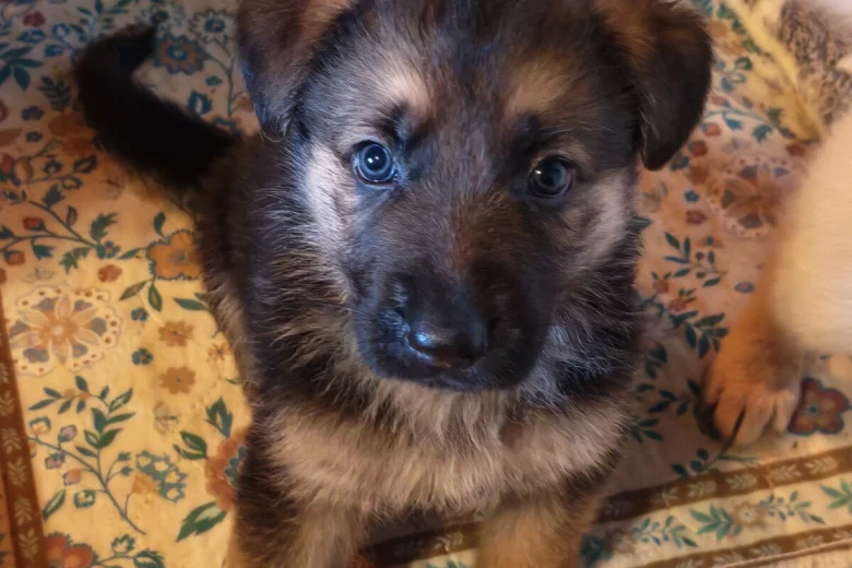 German Shepherd (Alsatian)