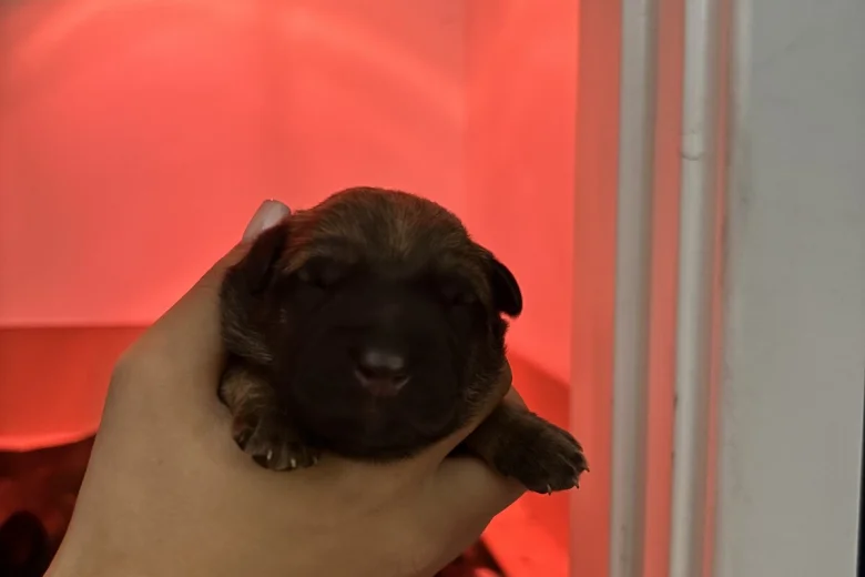 German Shepherd (Alsatian)