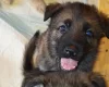 German Shepherd (Alsatian)