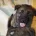 German Shepherd (Alsatian)