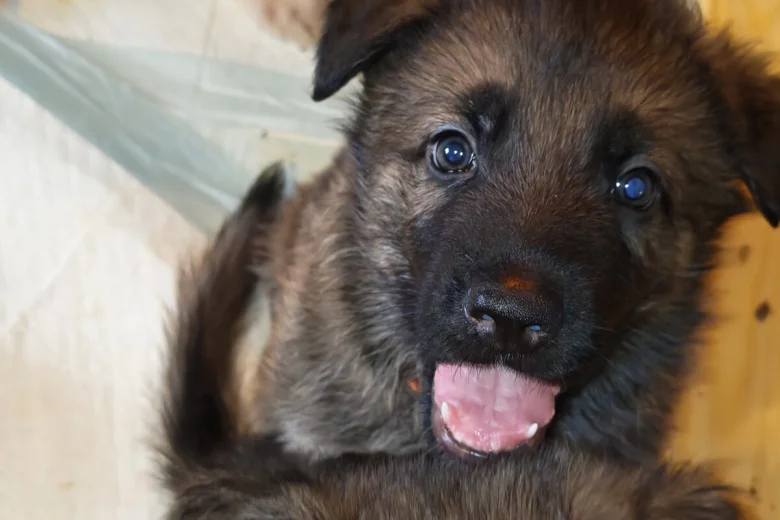 German Shepherd (Alsatian)