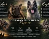 German Shepherd (Alsatian)