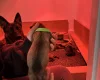 German Shepherd (Alsatian)