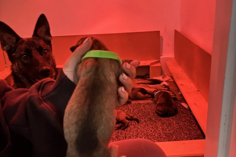 German Shepherd (Alsatian)