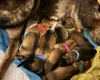 German Shepherd (Alsatian)