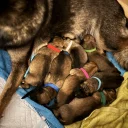German Shepherd (Alsatian)