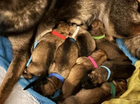 German Shepherd (Alsatian)