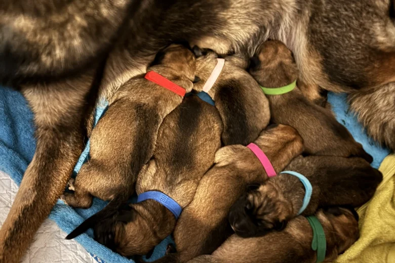 German Shepherd (Alsatian)
