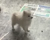 German Spitz (Klein)