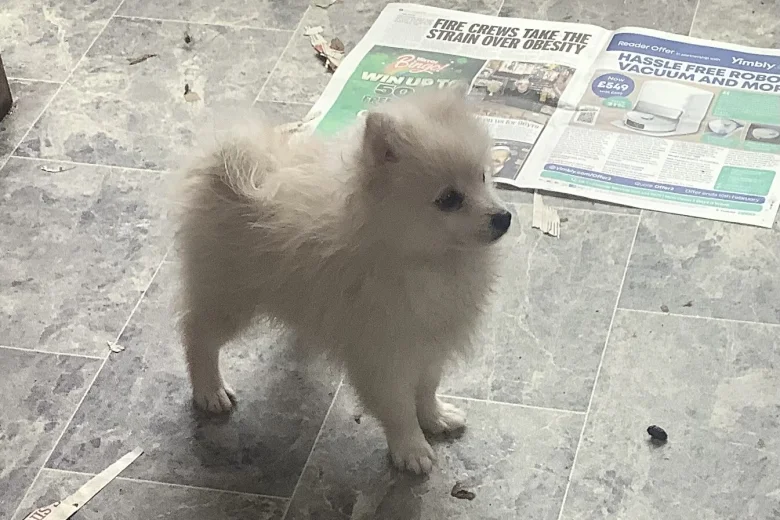 German Spitz (Klein)