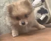 German Spitz (Klein)