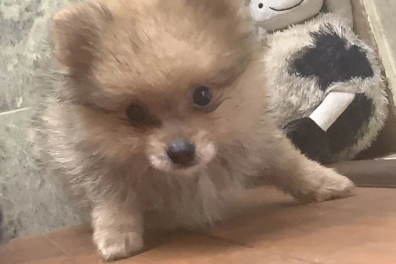 German Spitz (Klein)