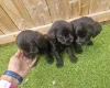 Giant Schnauzer