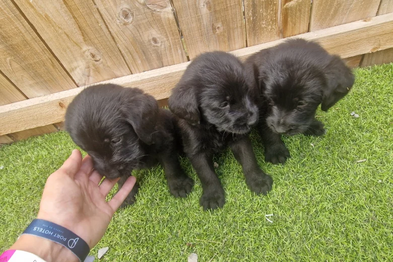 Giant Schnauzer