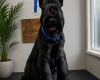 Giant Schnauzer