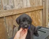 Giant Schnauzer