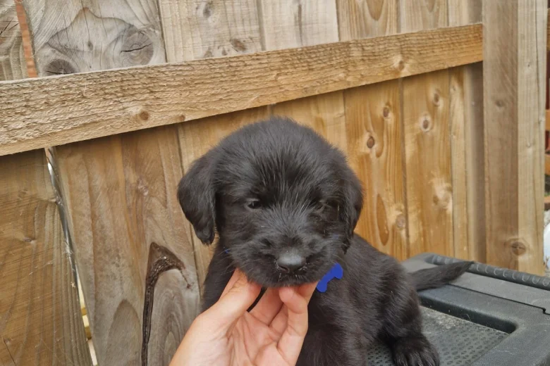 Giant Schnauzer
