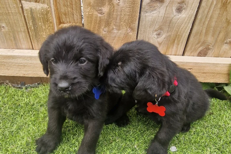 Giant Schnauzer