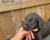 Giant Schnauzer