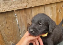 Puppy 9