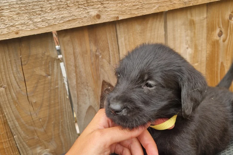 Giant Schnauzer