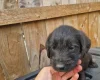 Giant Schnauzer