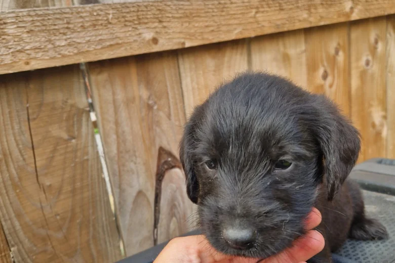 Giant Schnauzer