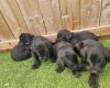 Giant Schnauzer