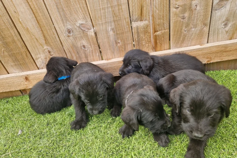 Giant Schnauzer